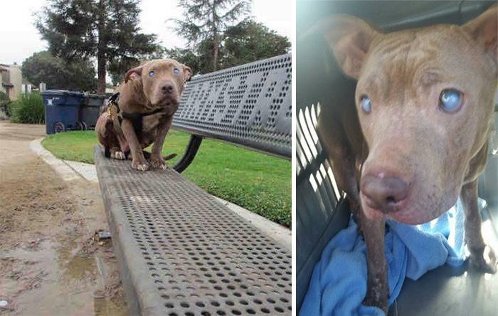 A blind dog abandoned on a park bench after giving birth gets the love it truly deserves