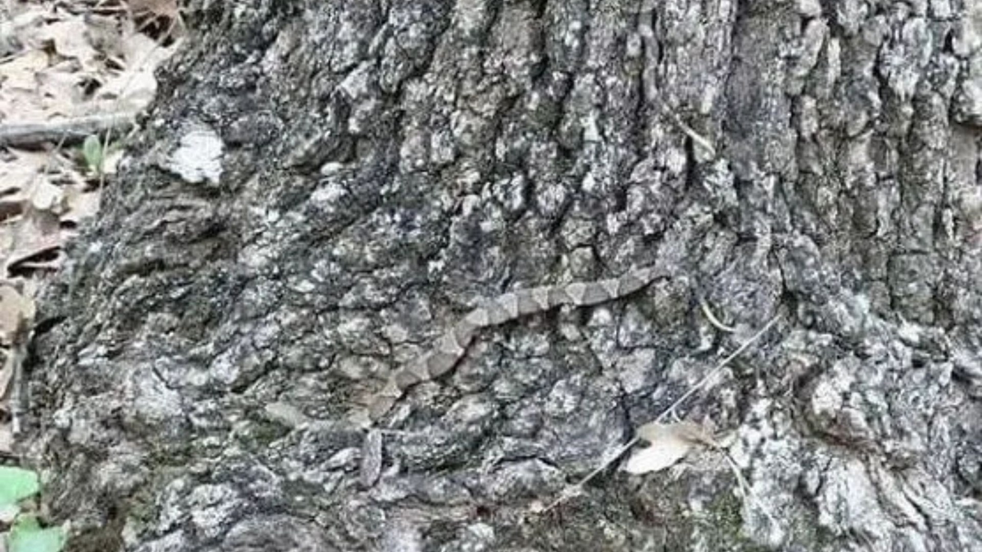 You have the eyes of a hawk if you can spot all three deadly copperhead snakes lurking in this tree in just 10 seconds